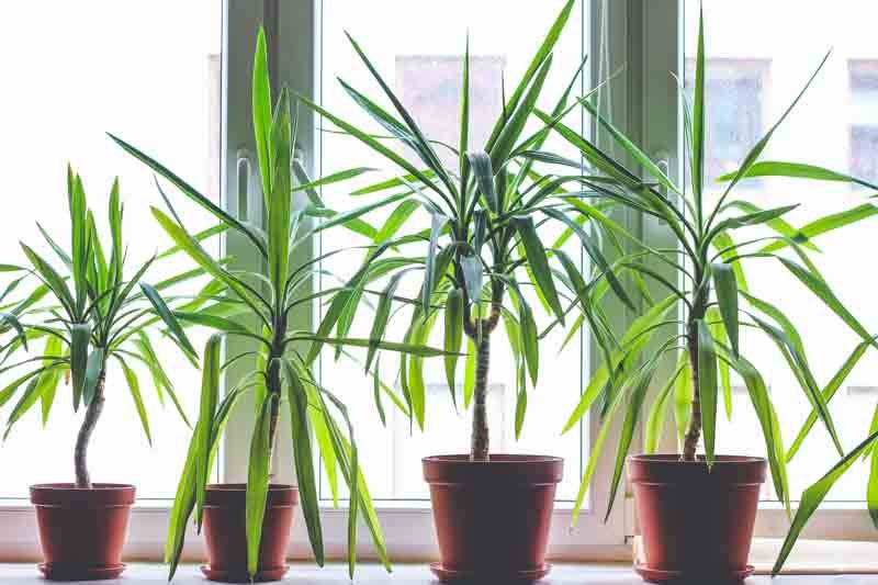 Dracaena