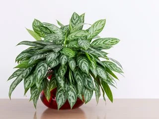 Chinese Evergreen (Aglaonema)