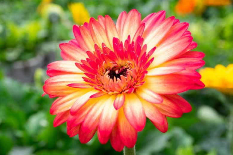 Gerbera Daisy (Gerbera jamesonii)