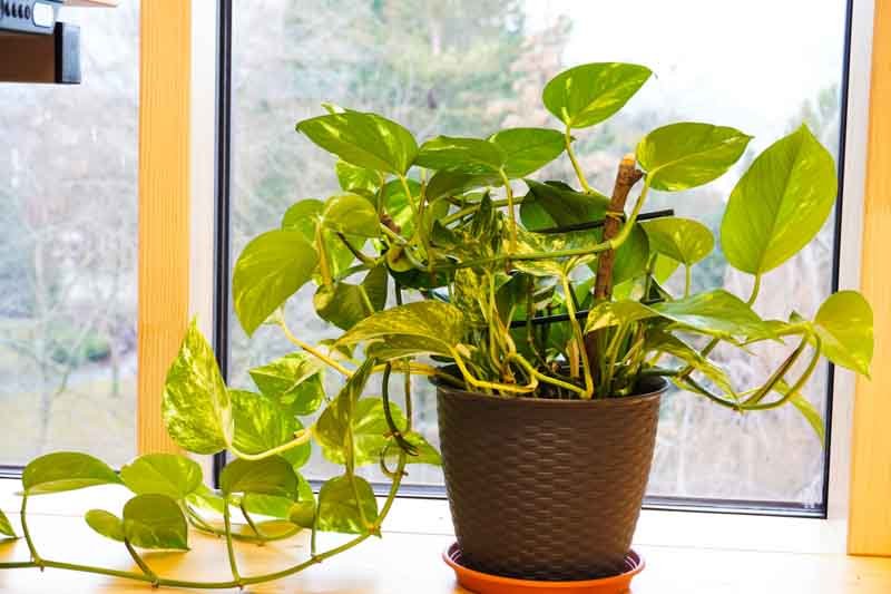 Golden Pothos (Epipremnum aureum)