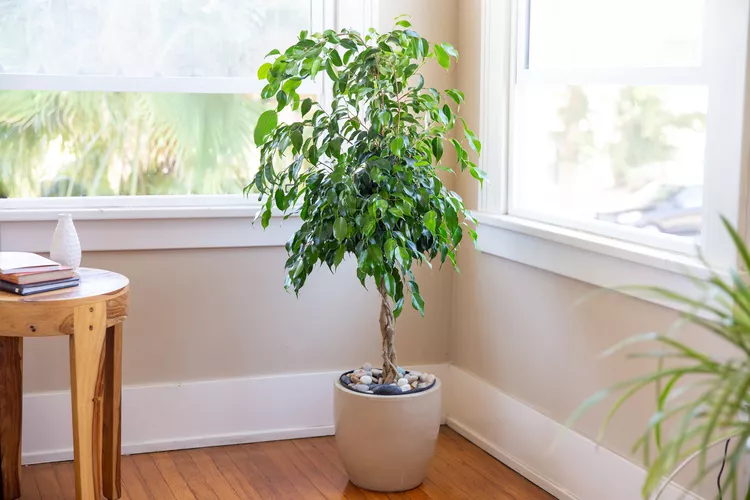 Weeping Fig (Ficus benjamina)