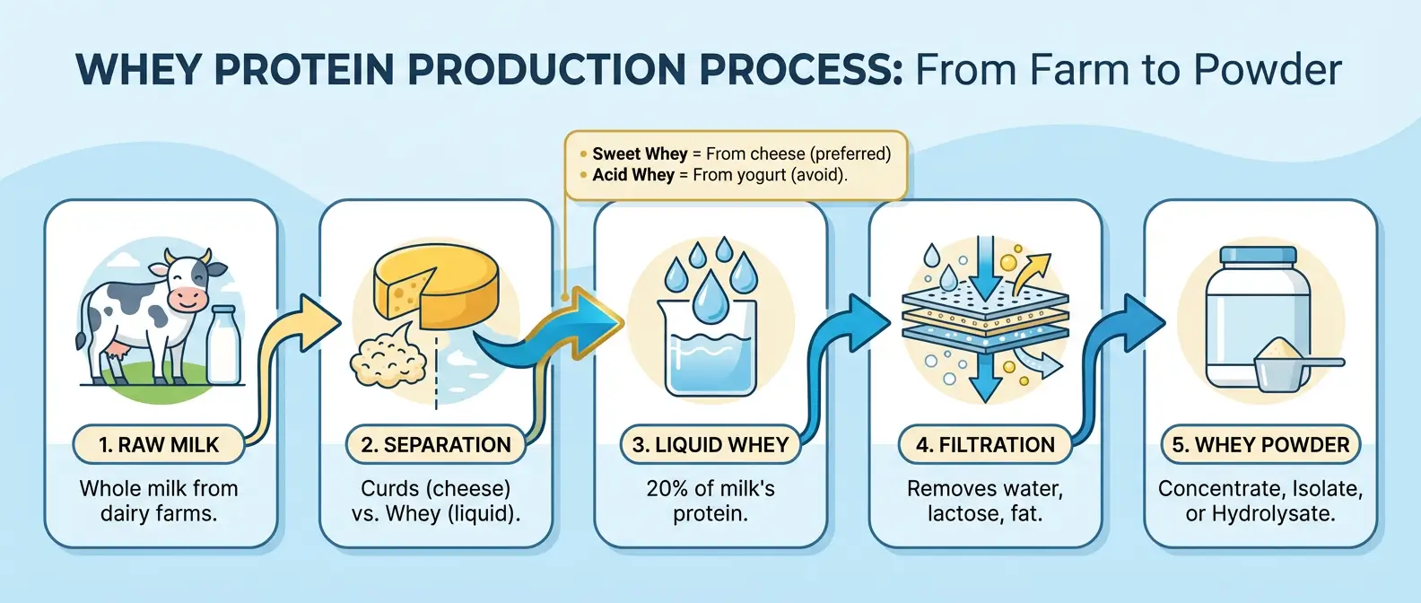 Flowchart showing 5 stages of whey protein production: raw milk, separation into curds and whey, liquid whey collection, filtration, and final powder form