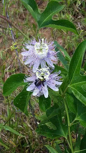 Passionflower (Passiflora incarnata)