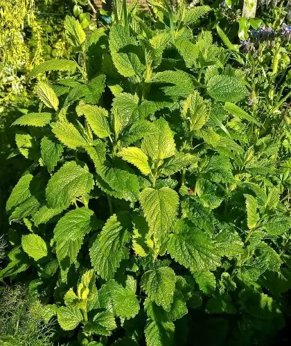 Lemon Balm Plant