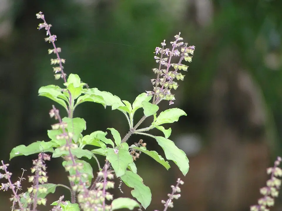 Tulsi or Tulasi or Holy basil plant found in Karnataka India