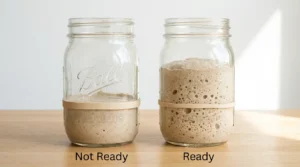 Side-by-side comparison of sourdough levain in glass jars showing an under-ripe starter that has not risen versus a ready levain that has doubled with visible bubbles.