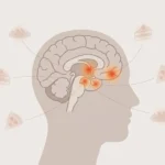 Illustration of a human brain highlighting reward regions activated by food cues, representing the concept of food noise.