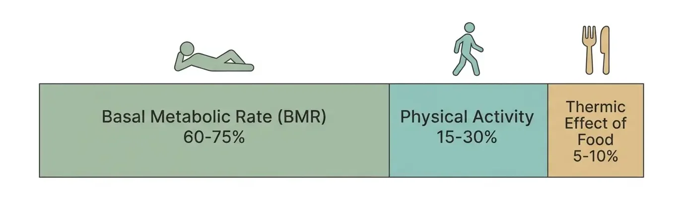 Horizontal bar chart showing daily calorie burn breakdown with BMR at 60 to 75 percent, physical activity at 15 to 30 percent, and thermic effect of food at 5 to 10 percent