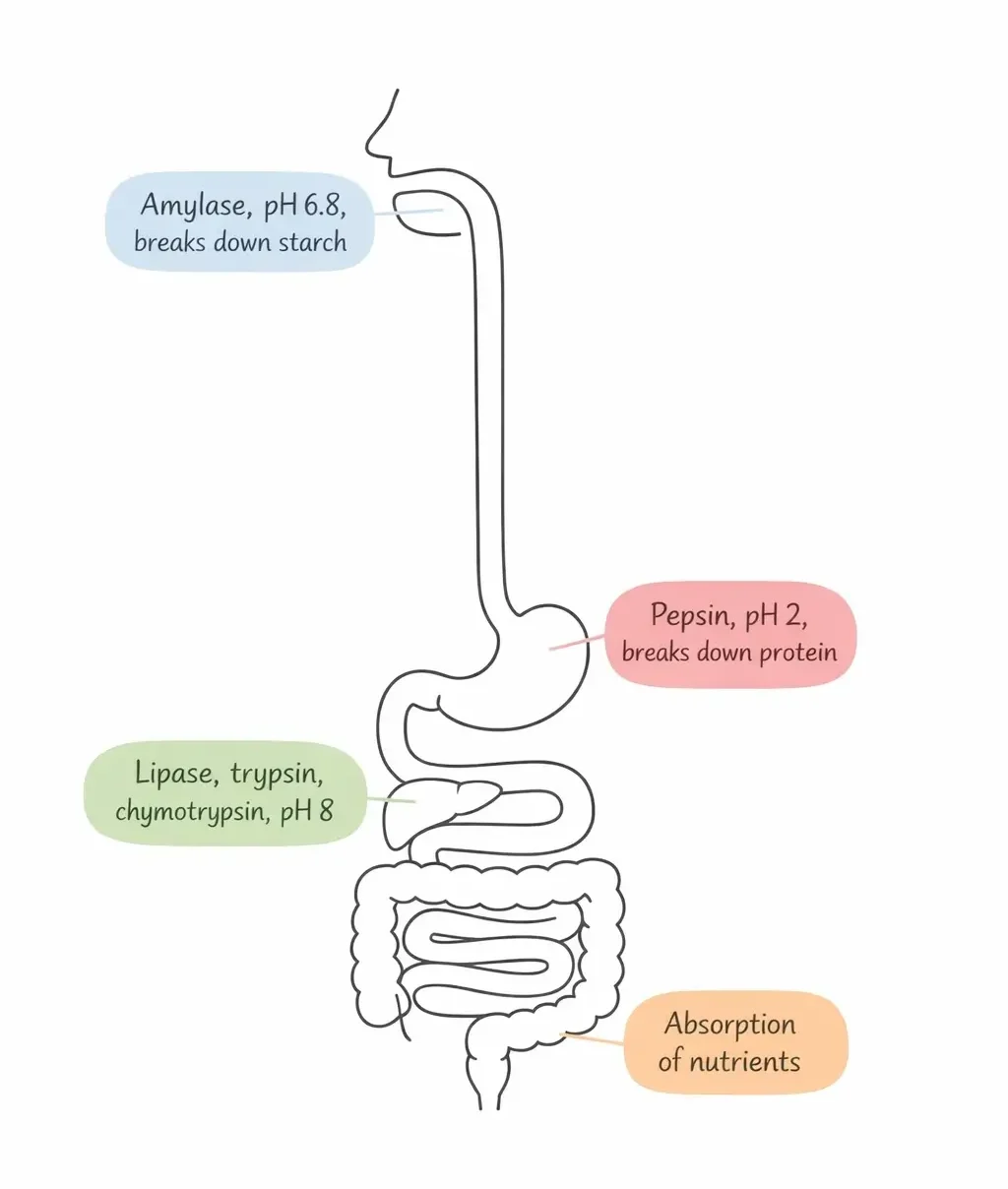Simplified diagram of the human digestive tract showing where each major digestive enzyme is active and its pH range.