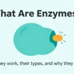 Educational illustration showing an enzyme protein binding to a substrate molecule to speed up a chemical reaction in the human body