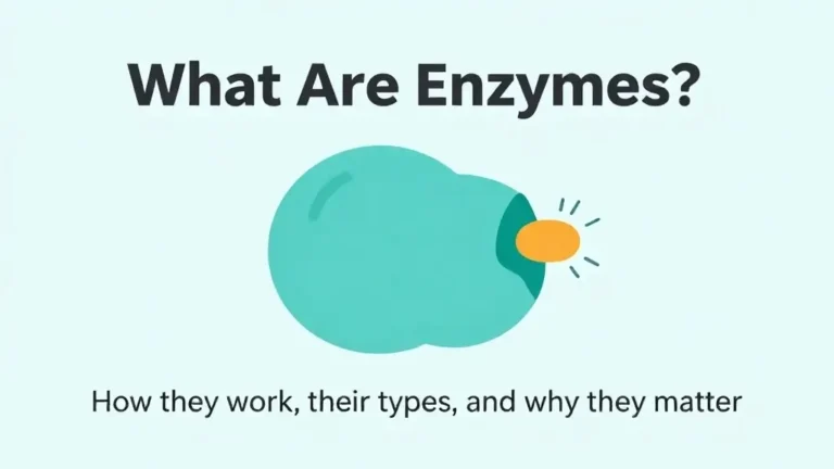 Educational illustration showing an enzyme protein binding to a substrate molecule to speed up a chemical reaction in the human body