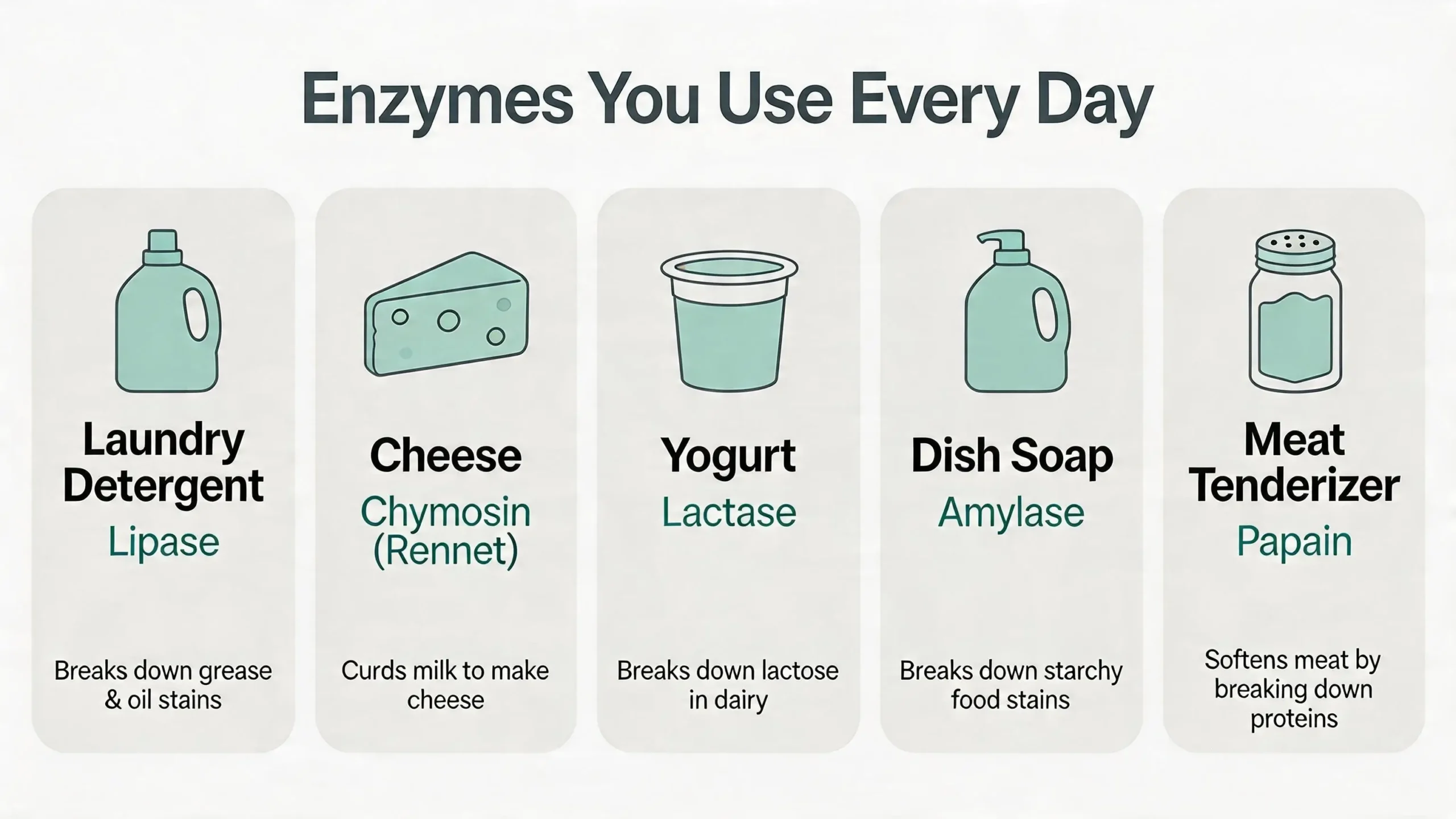 Infographic showing five everyday products that use enzymes including laundry detergent, bread, cheese, DNA tests, and biofuel with the specific enzyme named for each