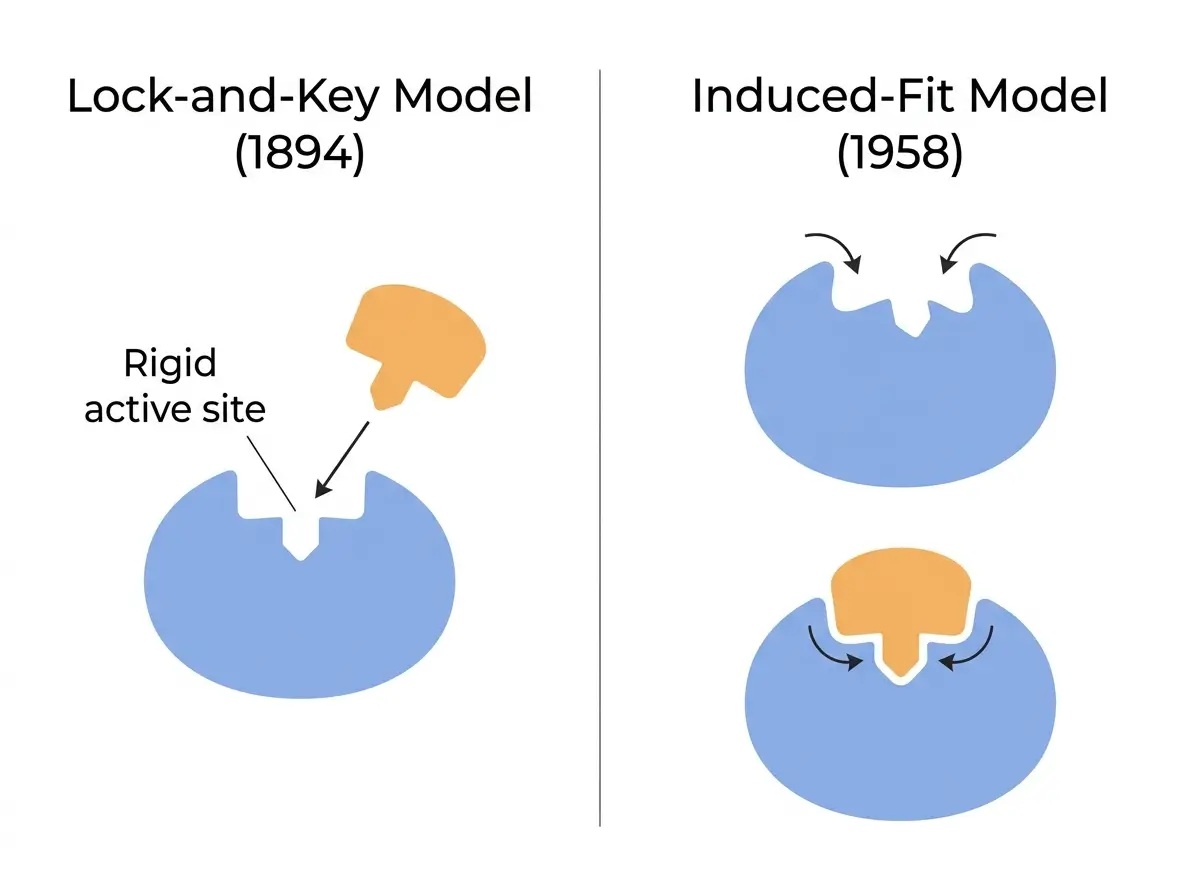 Side-by-side comparison of the lock-and-key model and the induced-fit model of enzyme-substrate binding.