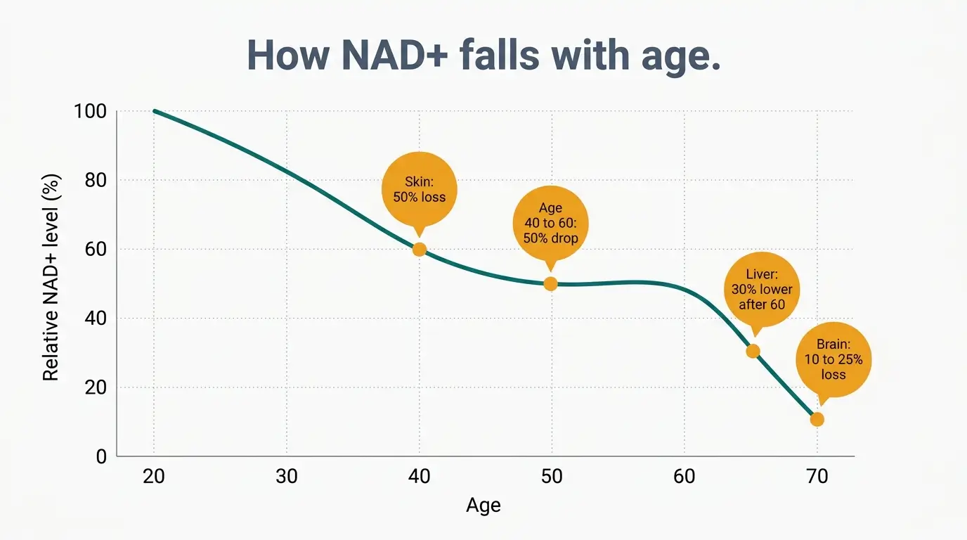Line chart showing NAD+ levels falling roughly 50 percent between ages 40 and 60 with tissue-specific decline data for skin, liver, and brain