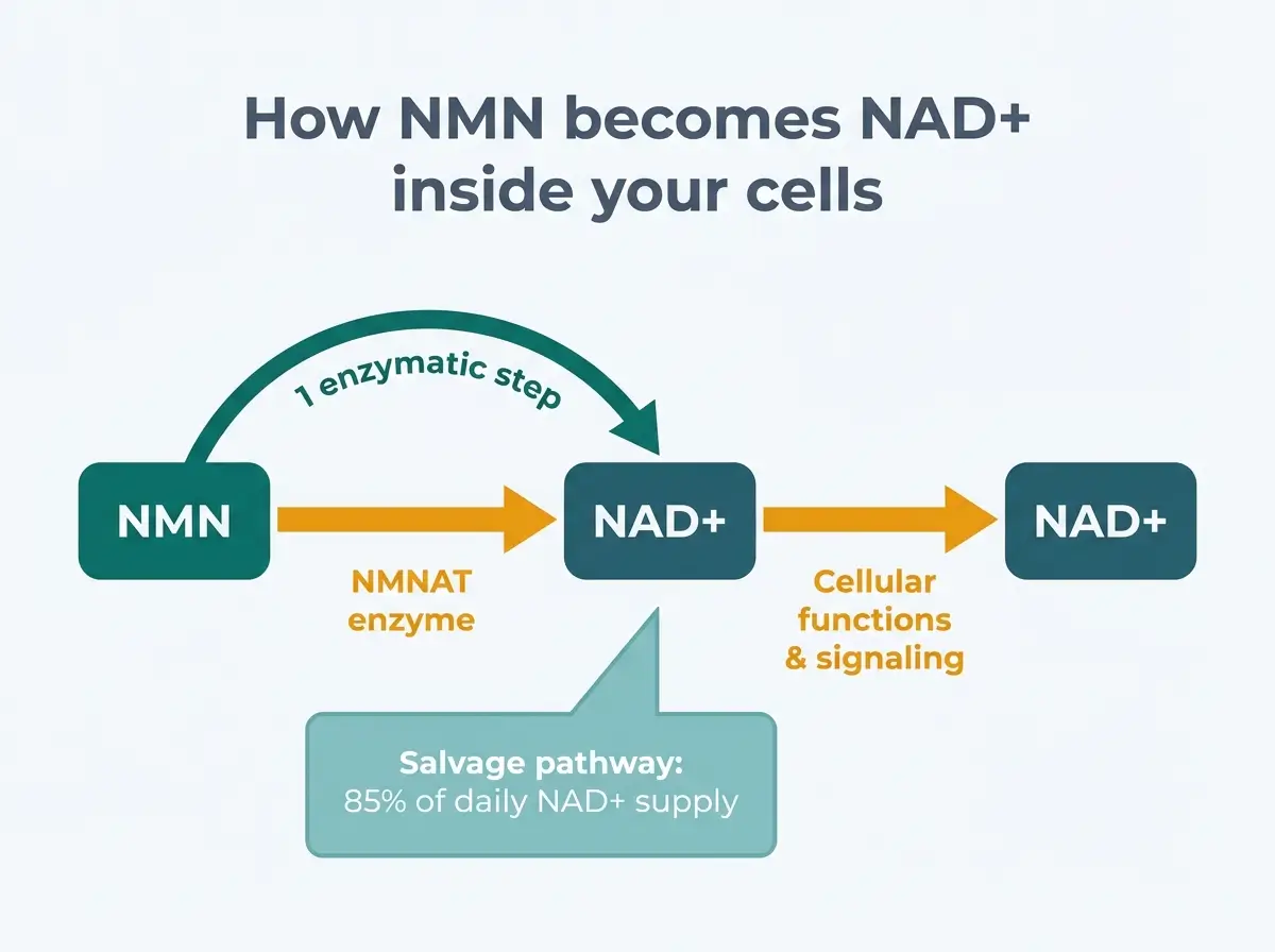 Diagram showing NMN converting to NAD+ in one enzymatic step via the NMNAT enzyme through the salvage pathway