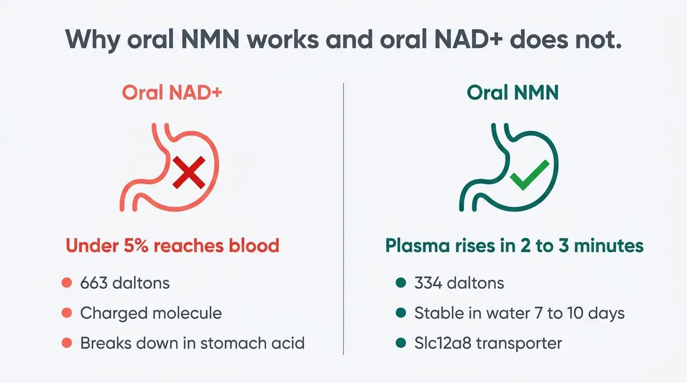 Side-by-side comparison showing oral NAD+ delivers under 5 percent absorption while oral NMN reaches plasma in 2 to 3 minutes