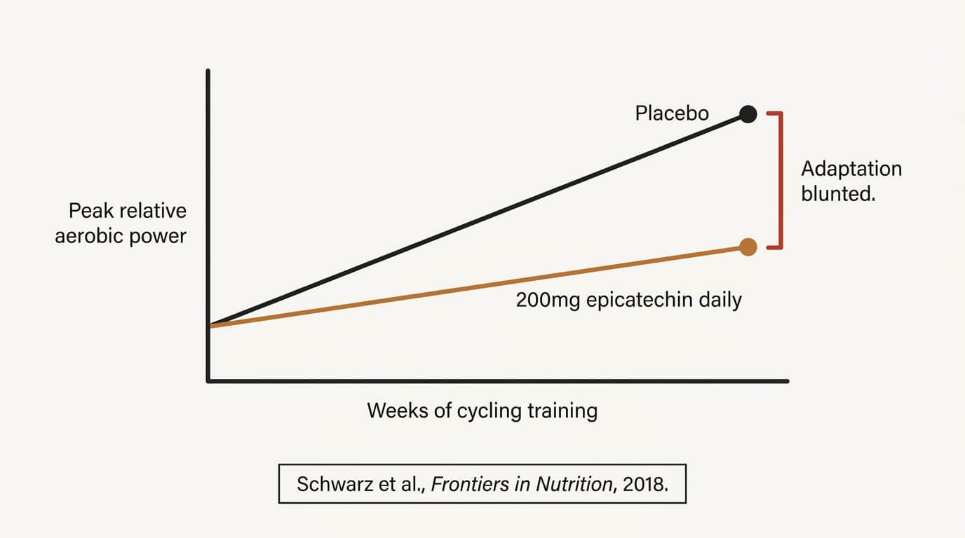 Schematic line graph showing epicatechin supplementation blunting peak relative aerobic power gains compared to placebo across a cycling training block