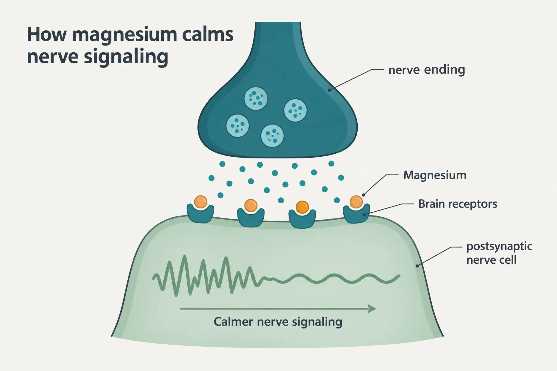 Diagram of a synapse with magnesium at brain receptors, showing nerve signaling becoming calmer.
