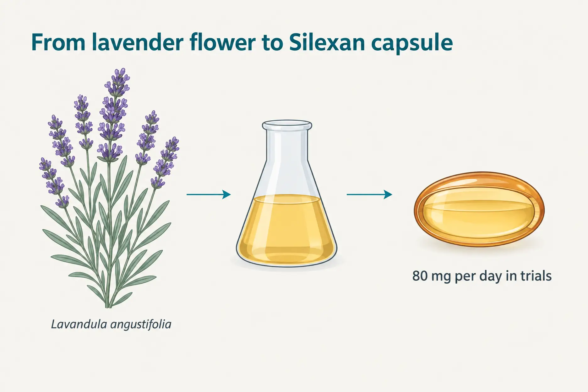 Illustration of lavender flowers made into lavender oil and an 80 mg Silexan softgel used in anxiety trials.