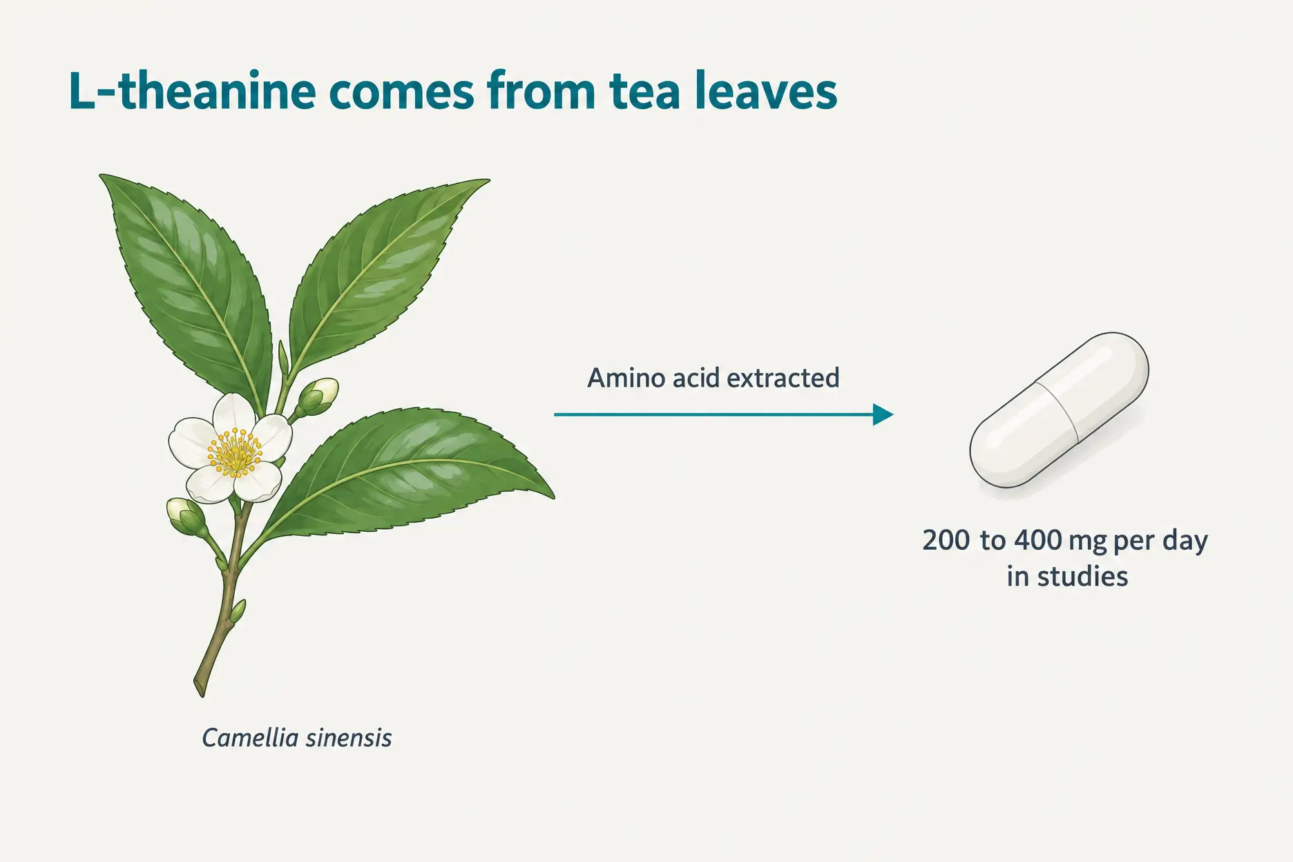 Illustration of a tea plant branch and an L-theanine capsule, showing the 200 to 400 mg daily dose used in studies